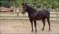 dr dolittle 3-avi_522.jpg